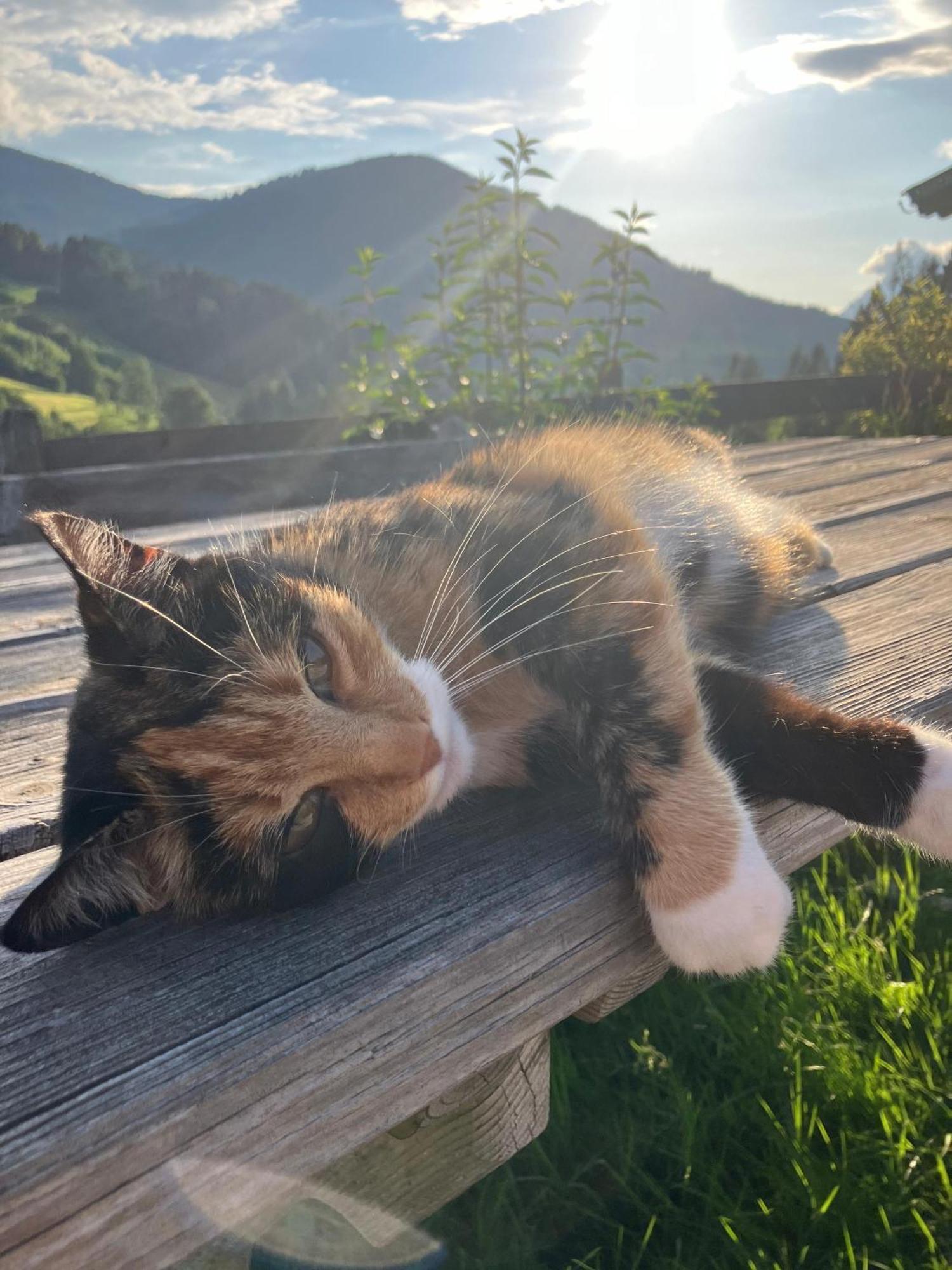 Viehhofbauer Villa Maria Alm am Steinernen Meer Kültér fotó